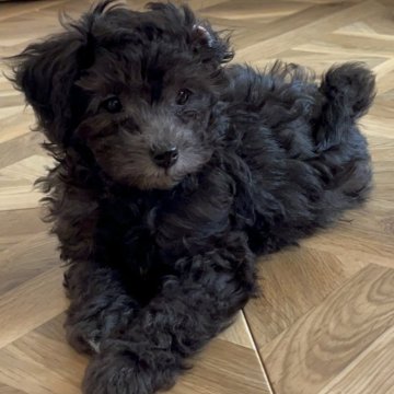 トイプードル(ティーカップ)【群馬県・女の子・2023年11月15日・シルバー】の写真「兄弟一のおチビですが、パワフルガールです♡」