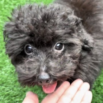 トイプードル(トイ)【群馬県・女の子・2024年6月5日・ブラック】の写真「丸顔な女の子♡」