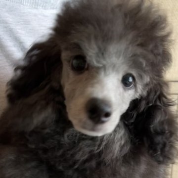 トイプードル(トイ)【群馬県・男の子・2024年6月5日・シルバー】の写真「トイレ認識してるよ( •̀ᴗ•́ )و ̑̑」