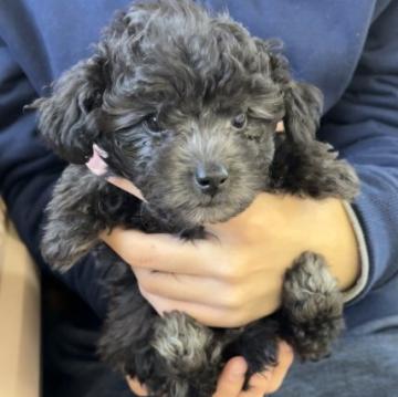 トイプードル(タイニー)【群馬県・男の子・2022年10月29日・シルバー】の写真「お鼻の詰まった小顔💕反則級な可愛さ💖」