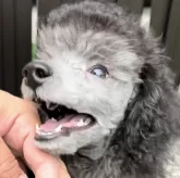 トイプードル(トイ)【群馬県・女の子・2024年6月10日・シルバー】の写真2「キラッキラな笑顔♡」