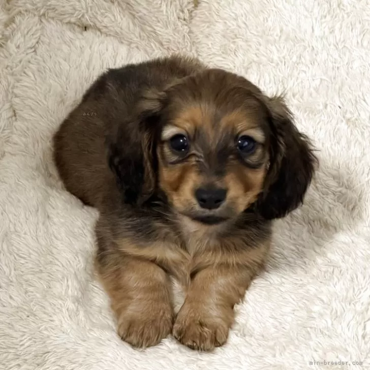 カニンヘンダックスフンド(ロング)【和歌山県・男の子・2025年10月23日・レッド】の写真1