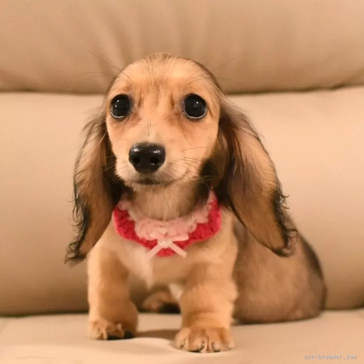 ID:2507-02225の子犬