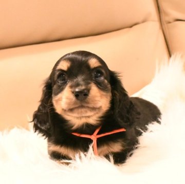 カニンヘンダックスフンド(ロング)【和歌山県・女の子・2025年10月29日・ブラックイエロー】の写真「くりくりお目目🩷オレンジちゃん」