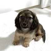 カニンヘンダックスフンド(ロング)