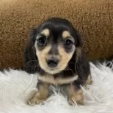 カニンヘンダックスフンド(ロング)【和歌山県・女の子・2026年1月29日・ブラックイエロー】の写真4