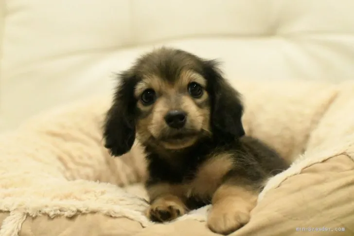 ID:1908-00404の子犬