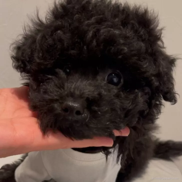 ID:2502-03092の子犬