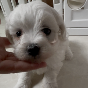 ペキプー(トイプードル×ペキニーズ)【愛媛県・女の子・2025年11月1日・ホワイト&クリーム】の写真「短足丸顔でかわいいペキプープー兄妹です♡♡♡」