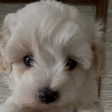 ペキプー(トイプードル×ペキニーズ)【愛媛県・男の子・2025年11月1日・ホワイト&クリームパーティーカラー】の写真「短足丸顔でかわいいペキプープー兄妹です♡♡♡」