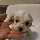 チワプー(トイプードル×チワプー)