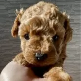 タイニープードル