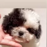 ティーカッププードル