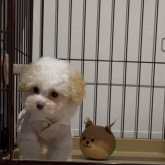 トイプードル(ティーカップ)