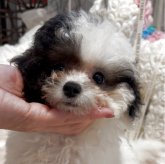 トイプードル(ティーカップ)