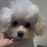 ティーカッププードル