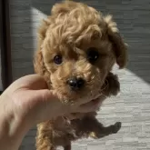 ティーカッププードル