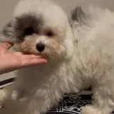 タイニープードル
