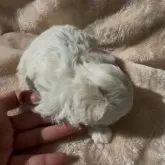 ペキプー(トイプードル×ペキニーズ)【愛媛県・女の子・2025年11月1日・ホワイト&クリーム】の写真3「お耳に優しいミルクティーカラーのポイントあります♡」