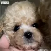 ティーカッププードル