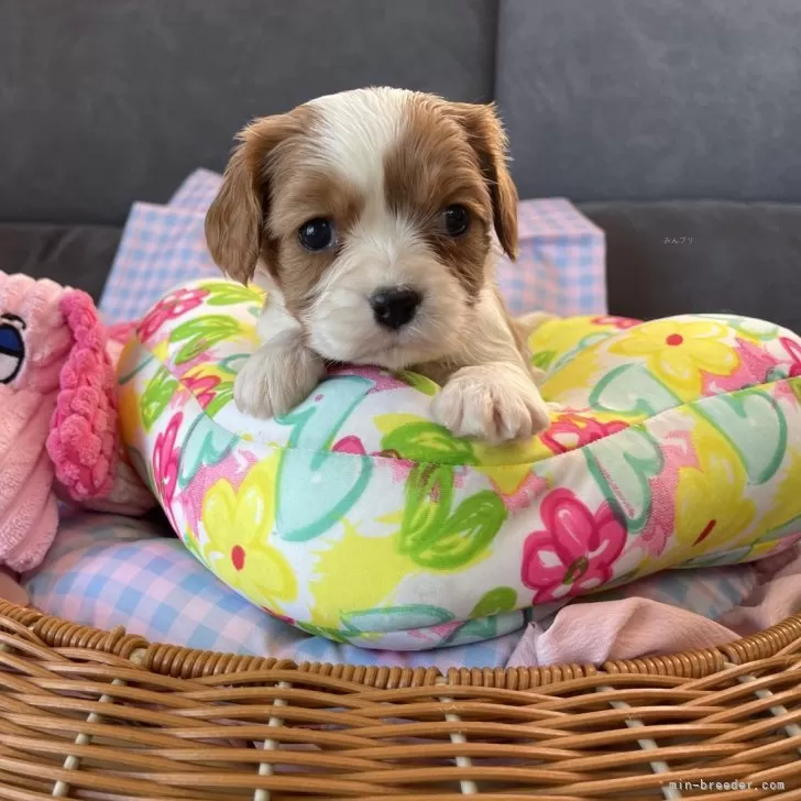 ID:2502-03285の子犬