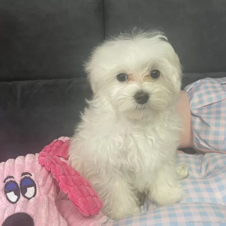 ID:2501-06195の子犬