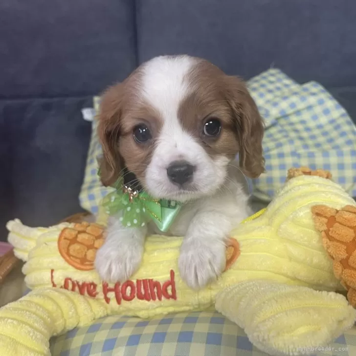 ID:2502-03283の子犬