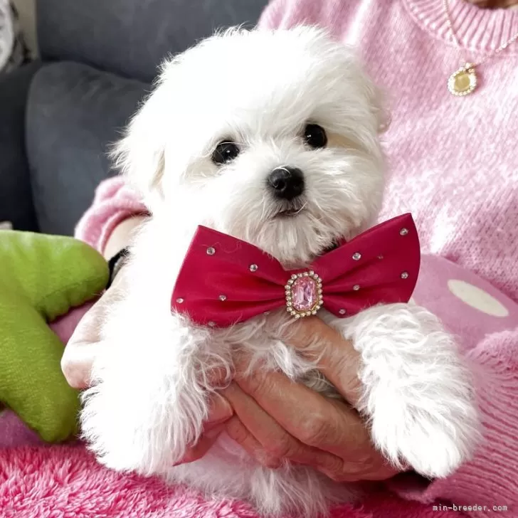 C.T 様のお迎えした子犬