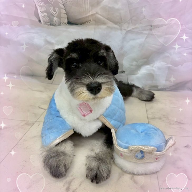 ブリーダー画像