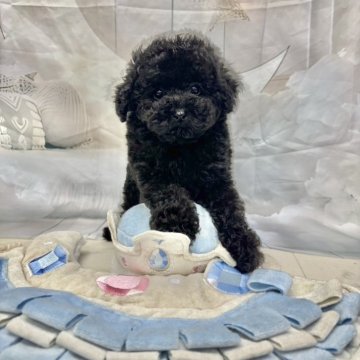 トイプードル(ティーカップ)【茨城県・男の子・2025年9月6日・ブラック】の写真「🆕動画Up💚」