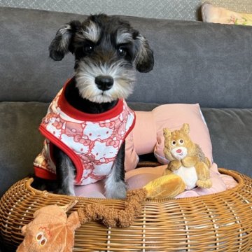 ミニチュアシュナウザー【茨城県・女の子・2025年6月19日・ブラック&シルバー】の写真「🆕動画Up🩷」