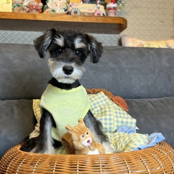 ミニチュアシュナウザー【茨城県・男の子・2025年6月19日・ブラック&シルバー】の写真「🆕動画Up🩵」