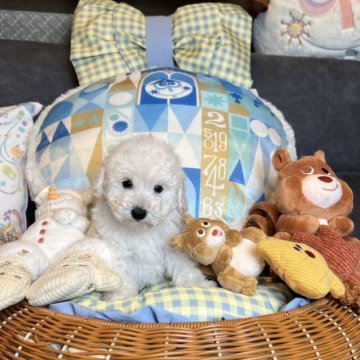 トイプードル(タイニー)【茨城県・男の子・2025年10月16日・クリーム】の写真「とってもおりこうさんな男の子💙」