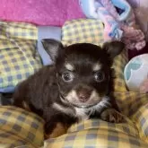 チワワ(ロング)
