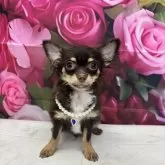 チワワ(ロング)