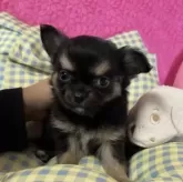 チワワ(ロング)