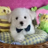 ビションフリーゼ