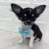 チワワ(ロング)