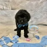 タイニープードル【茨城県・男の子・2025年9月6日・ブラック】の写真3