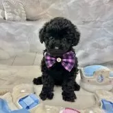 タイニープードル【茨城県・男の子・2025年9月6日・ブラック】の写真5