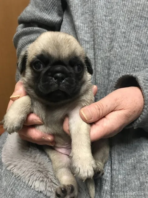 ID:1802-00692の子犬