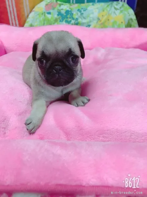 まいたけ 様のお迎えした子犬