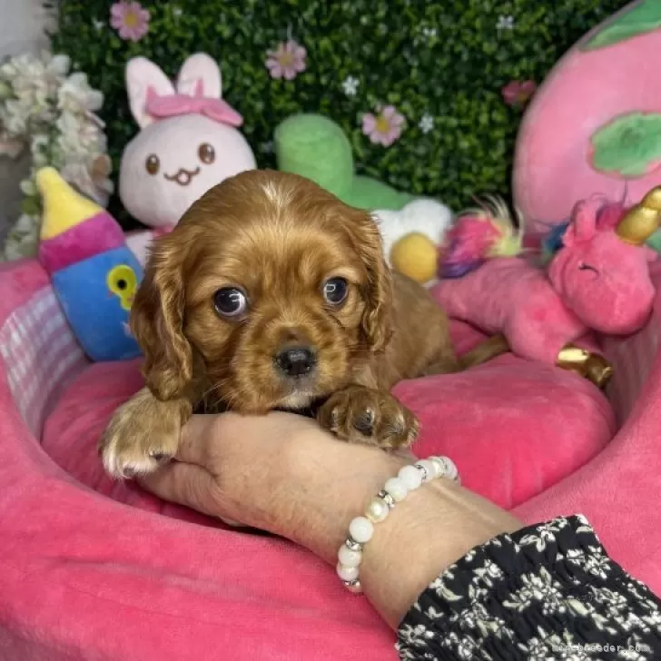 H.S 様のお迎えした子犬