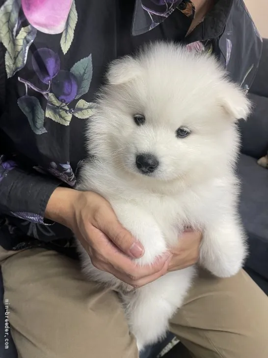 M.T 様のお迎えした子犬