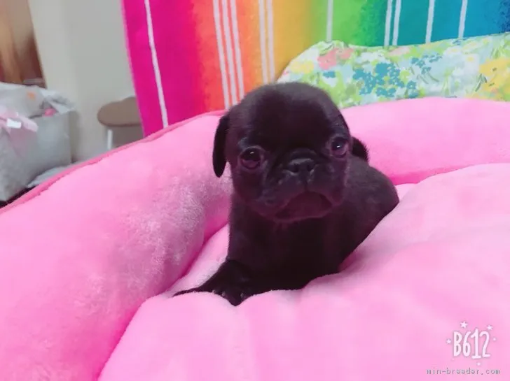 福島市パグ大好き 様のお迎えした子犬