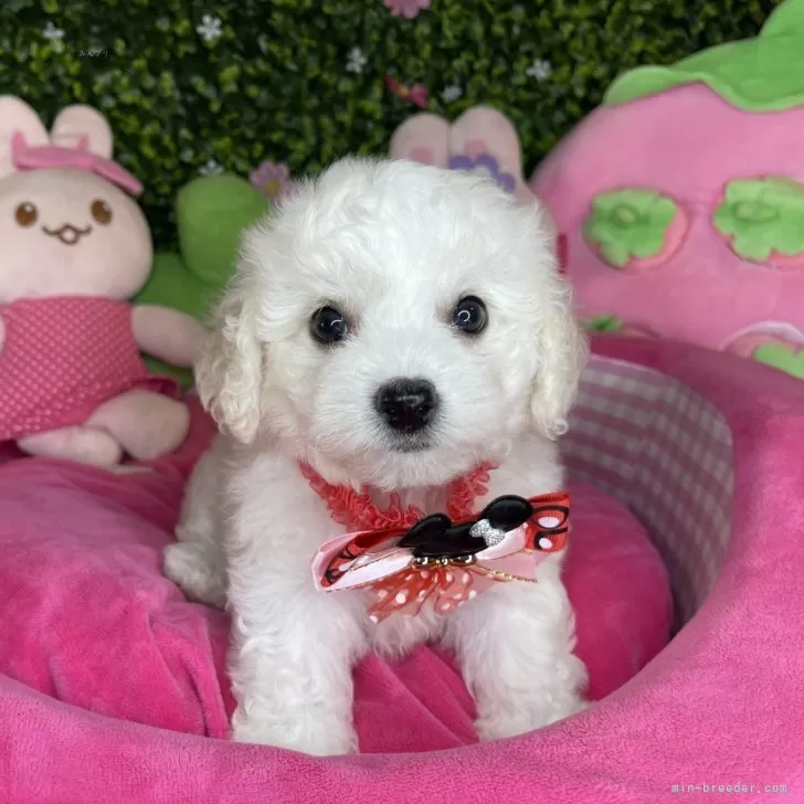 ID:2409-03929の子犬