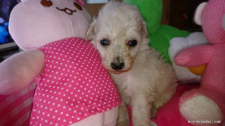 ID：1803-00892の子犬
