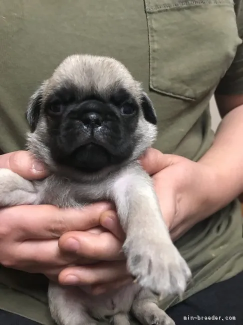 ID:1802-00693の子犬