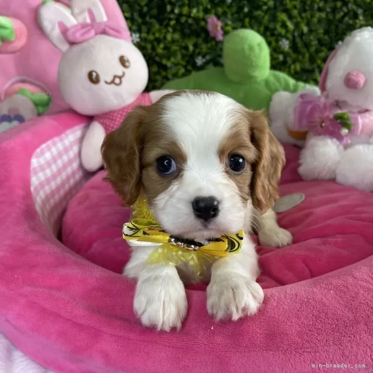 ID:2407-01203の子犬