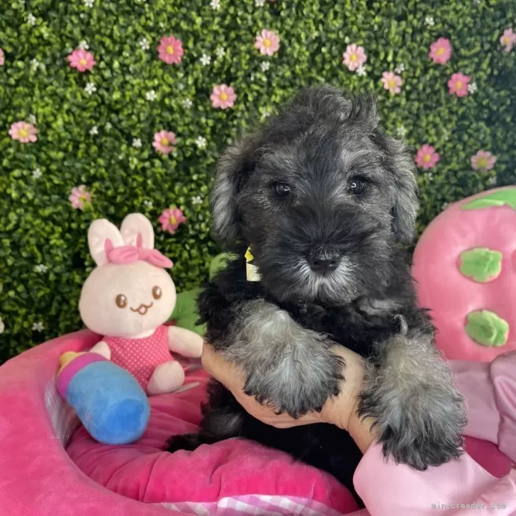 R.I 様のお迎えした子犬